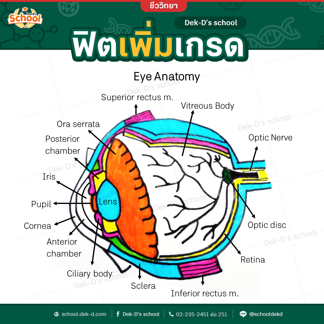ส่วนประกอบของดวงตา