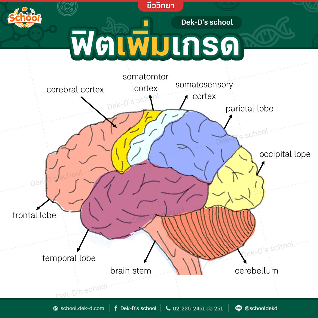 ส่วนประกอบของสมอง