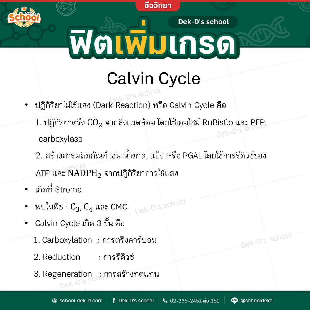 วัฏจักรเคลวิน (Calvin Cycle)