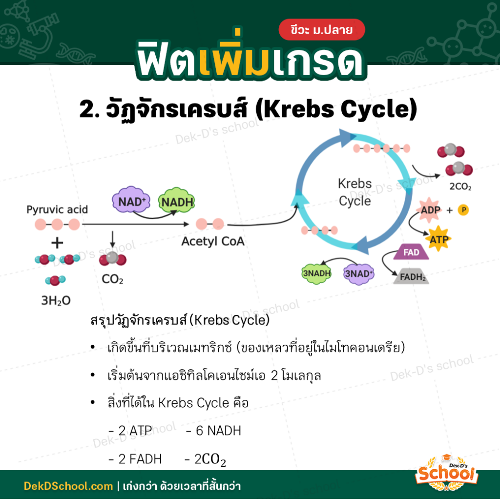 วัฎจักรเครบส์ (Krebs Cycle)
