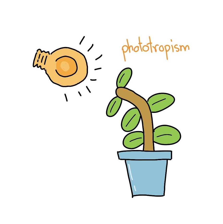 การตอบสนองของพืชต่อสิ่งเร้าแบบมีทิศทาง Phototropism