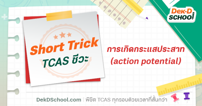 เทคนิคจำ !! การเกิดกระแสประสาทหรือ Action Potential เตรียมสอบ A-Level ชีววิทยา